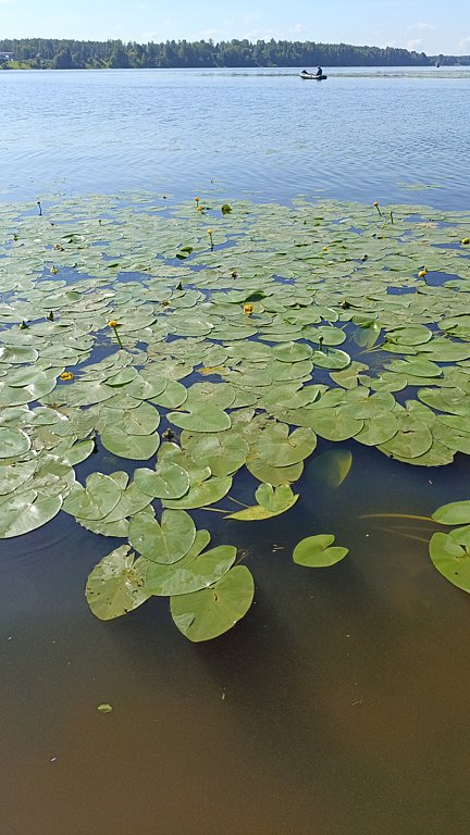Фото из отзыва от 02.08.2024