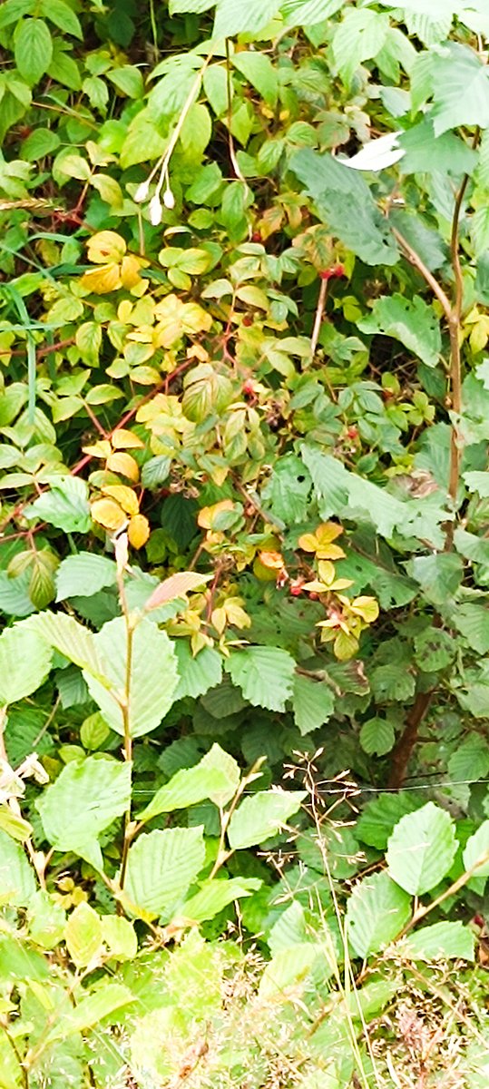 Фото 2 из отзыва об эко-комплексе Тулема