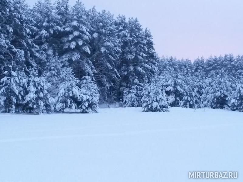 Дрозд, Минская область: фото 3