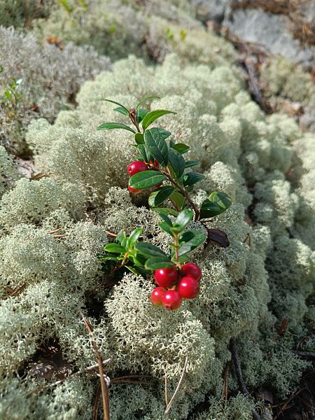 Фото 2 из отзыва о гостевом доме Остров Мейери