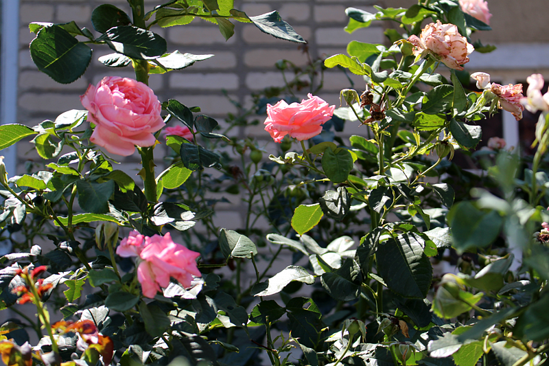 Портофлот, Ростовская область: фото 3