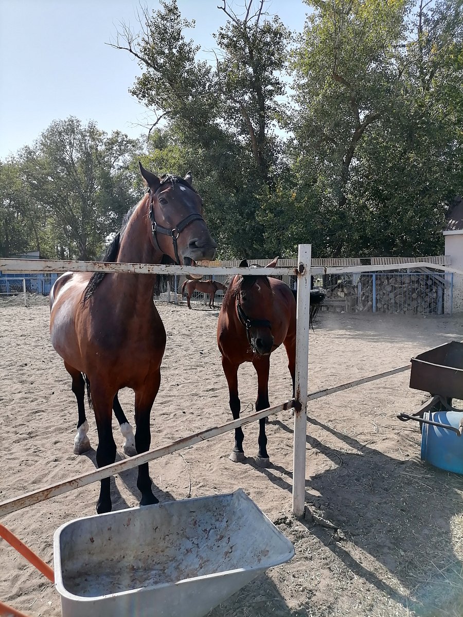 Фото 183 из отзыва о базе отдыха Донская Миля