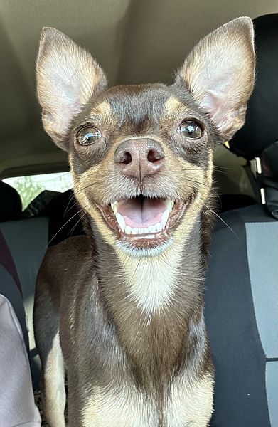 Фото 1 из отзыва об эко-отеле Березовая роща