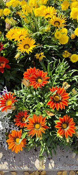 Фото 5 из отзыва о загородном клубе Малиновая слобода