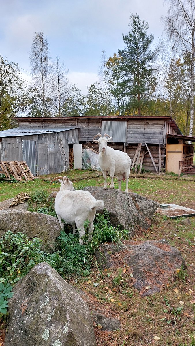 Фото 22 из отзыва об эко-комплексе Эко-хутор Ряйсяля