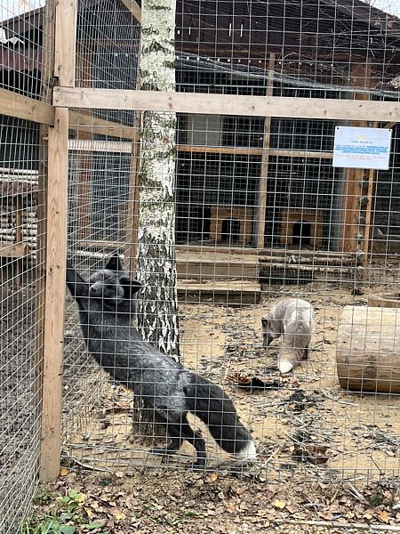 Фото 5 из отзыва о доме отдыха Боярская усадьба