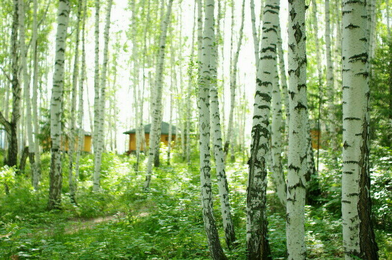 Местная природа | Урман, Республика Башкортостан