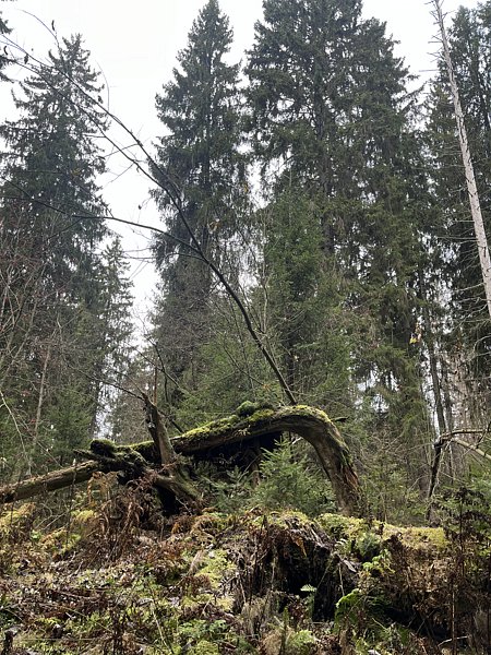 Фото 7 из отзыва о гостевом доме Semvoda