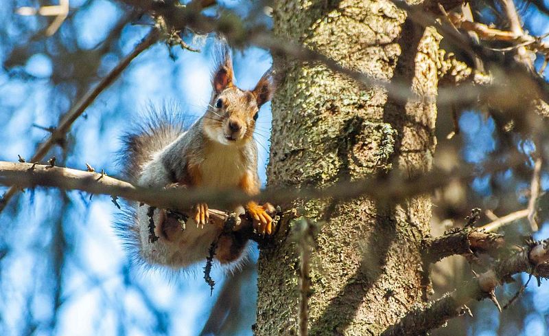 Гостевой Дом Lberry Брусника, Республика Карелия: фото 4
