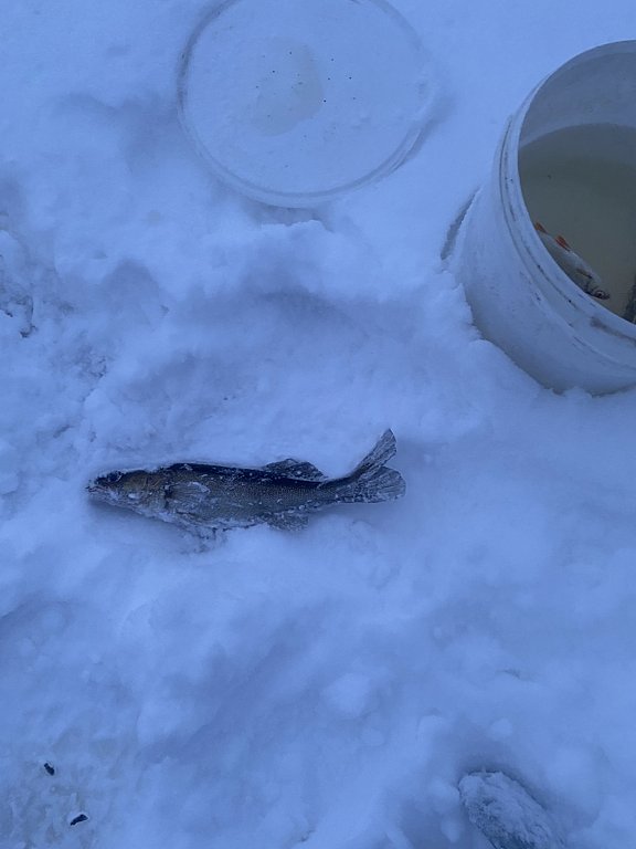 Фото из отзыва от 29.12.2024