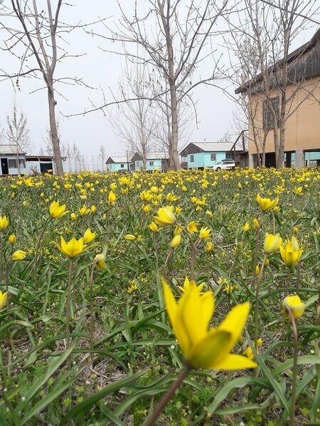 Ахтуба-клуб, Астраханская область: фото 2