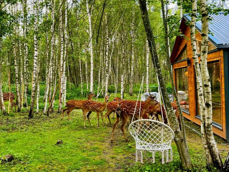 Оленья ферма Бэмби Лэнд, Московская область: фото 3