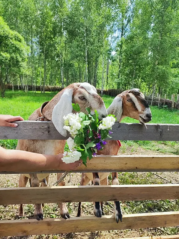 Козы да Берёзы, Московская область: фото 5