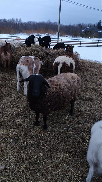 Фото из отзыва от 22.02.2025