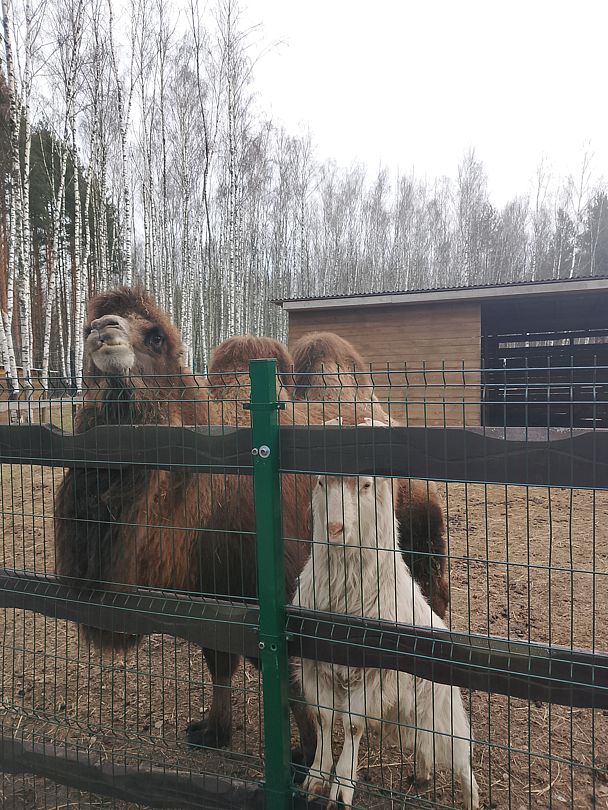 Фото 2 из отзыва о парк-отеле Фестиваль