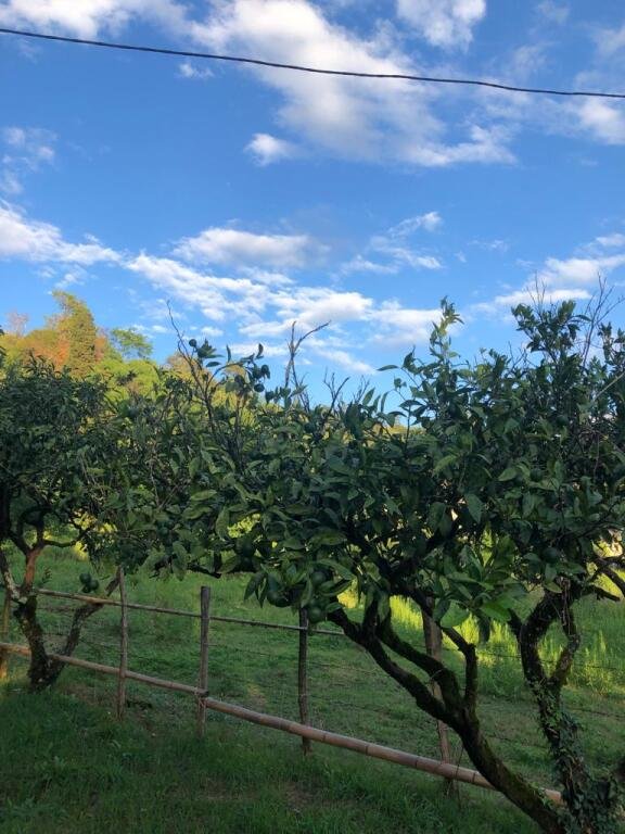 Гостевой Дом Дендропарк, Сухумский район: фото 5