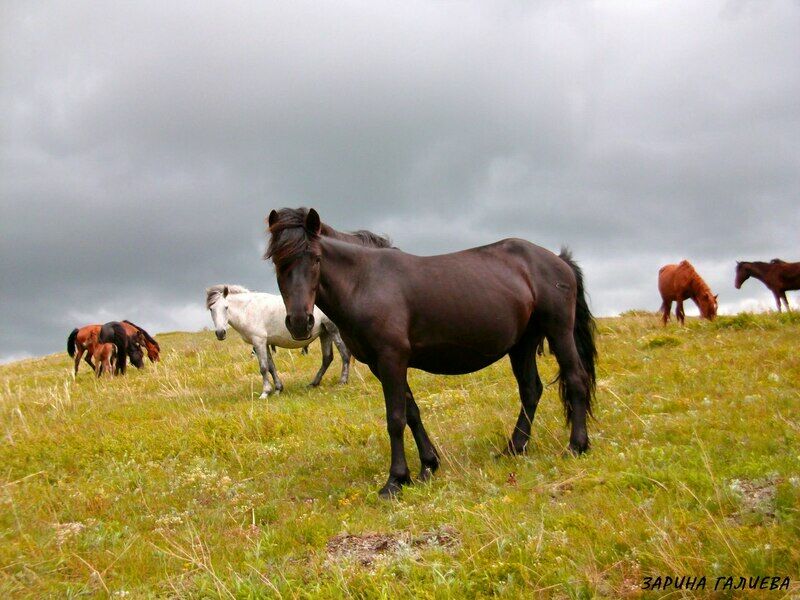 Конный Двор, Восточно-Казахстанская область: фото 3