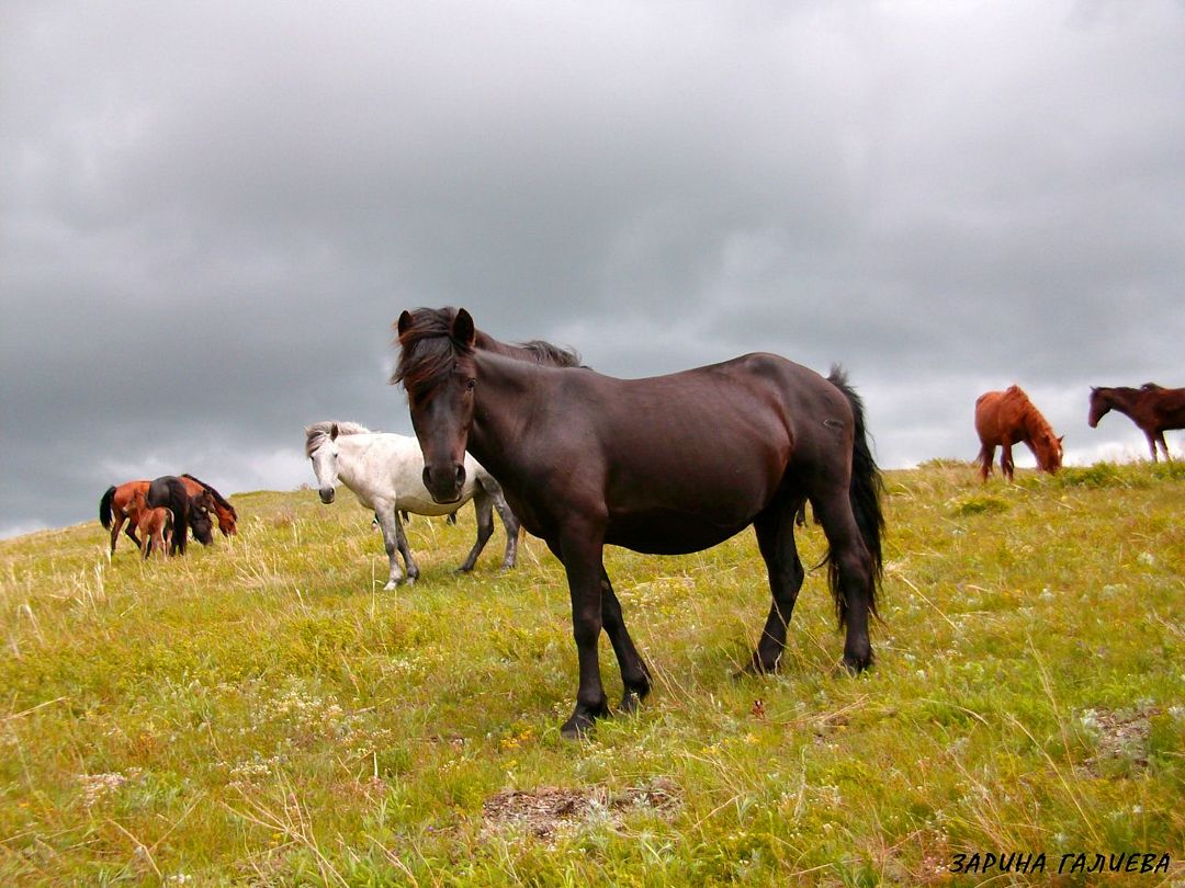 Конный Двор, Восточно-Казахстанская область: фото 3