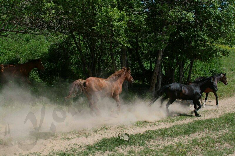 Конный Двор, Восточно-Казахстанская область: фото 5
