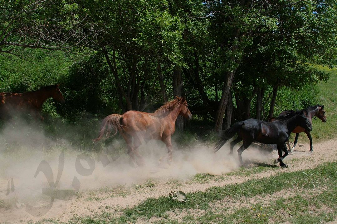 Конный Двор, Восточно-Казахстанская область: фото 5