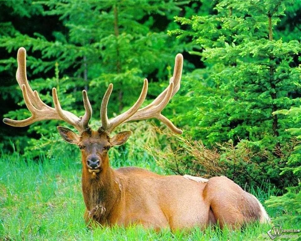 Алтайские Альпы, Восточно-Казахстанская область: фото 3