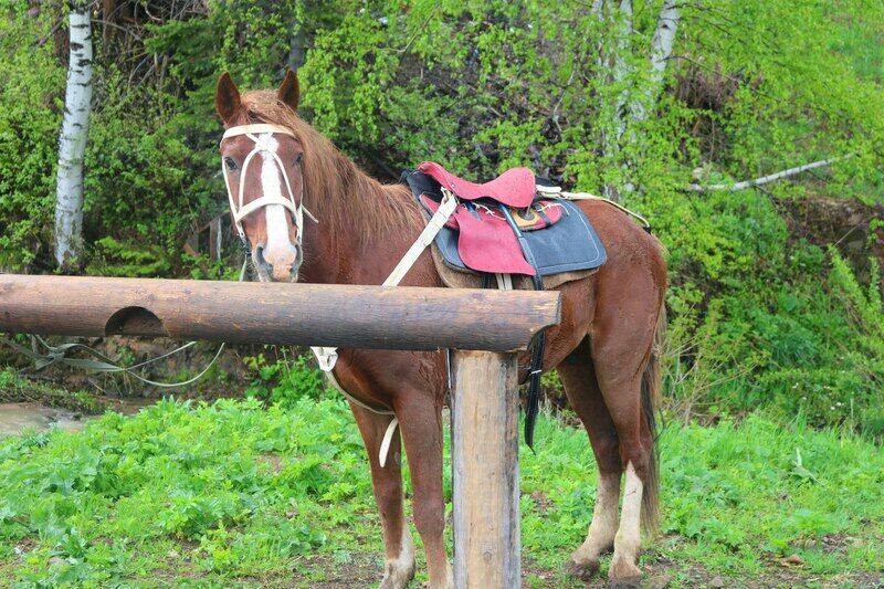 Алтайские Альпы, Восточно-Казахстанская область: фото 5