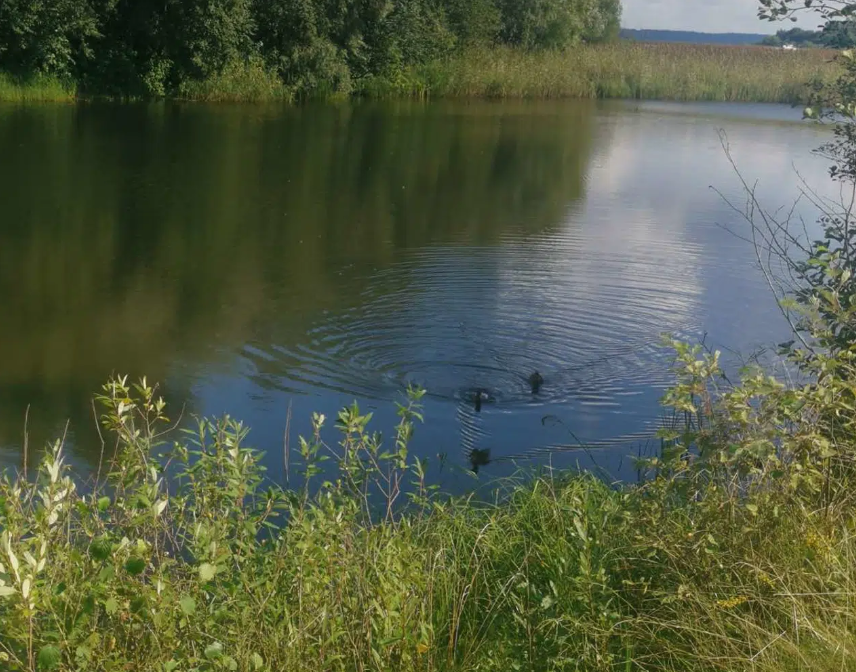 Тимофеевская Усадьба, Тверская область: фото 5