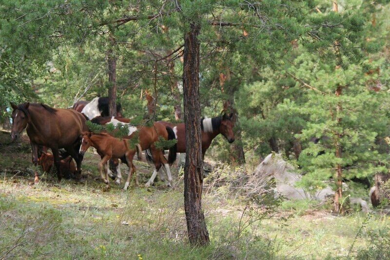 Елконыс, Павлодарская область : фото 4