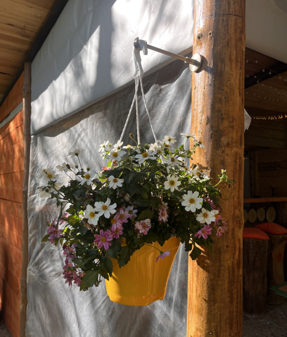 Звездный лес, Калужская область: фото 4