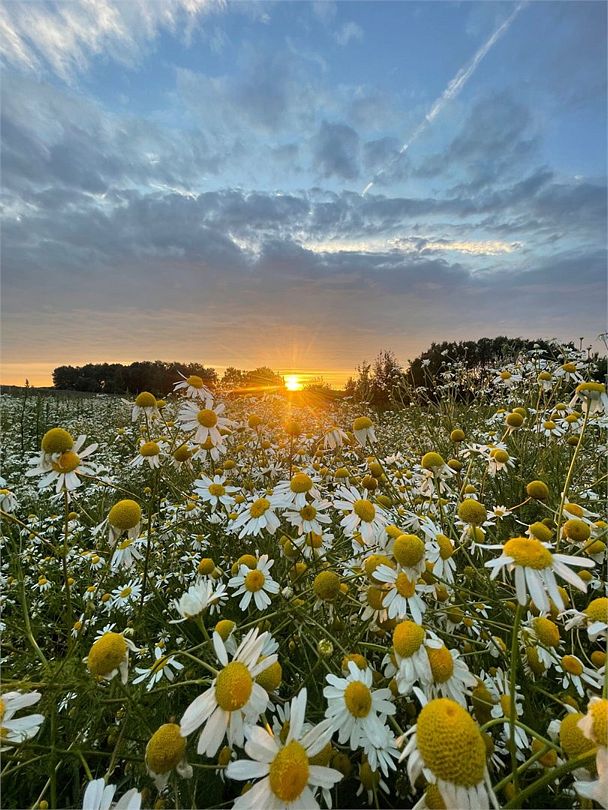 Поместье, Московская область: фото 5