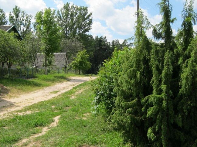 Сосны, Витебская область: фото 3