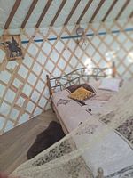 Юрта «EHTNO», Глэмпинг Золотая Юрта, Новолисиха