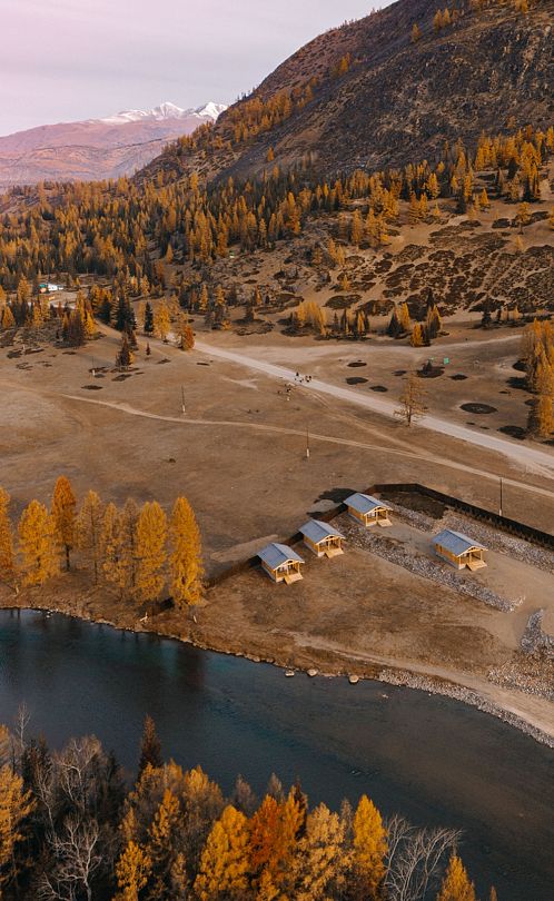 Манул, Горный Алтай (Республика Алтай): фото 3