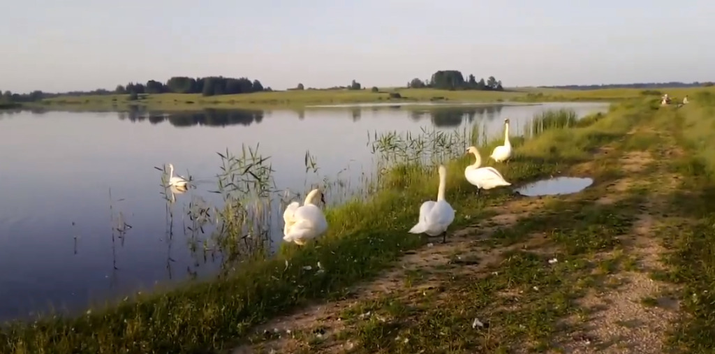 Лиман, Псковская область: фото 3