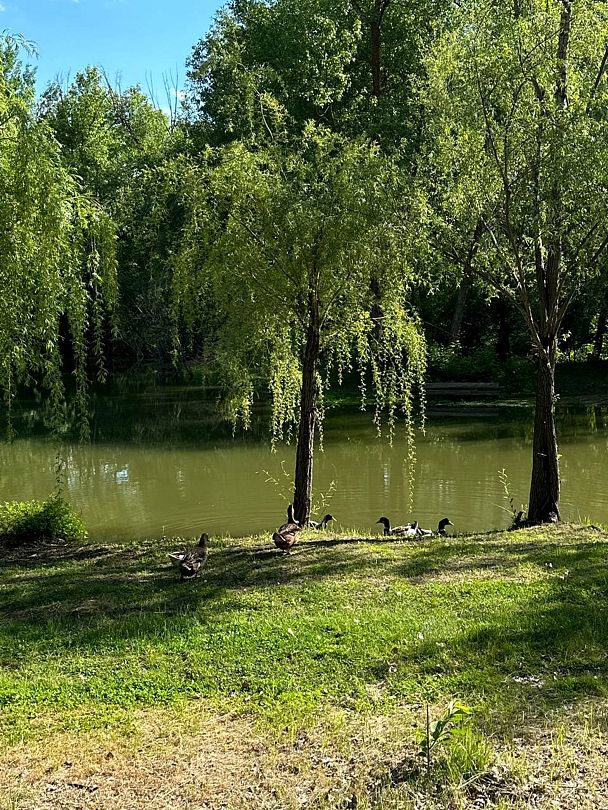 Усадьба Репино, Волгоградская область: фото 2