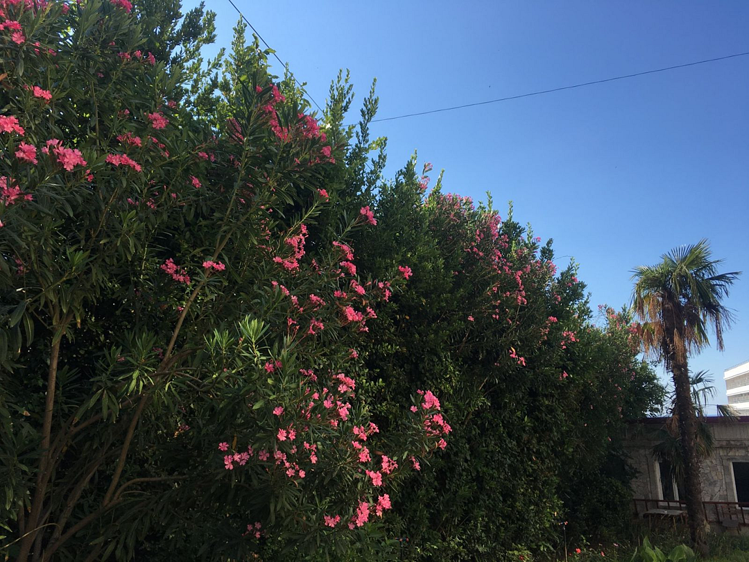 Отдых Welness Resort&Spa, Крым: фото 2