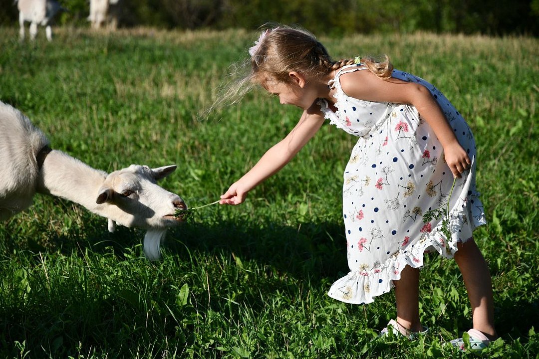 FamilyGlamp Куликово поле, Липецкая область: фото 2