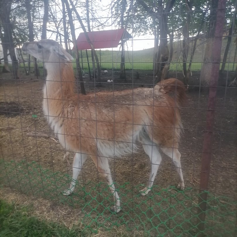 Фото 4 из отзыва о парк-отеле Кленовая роща