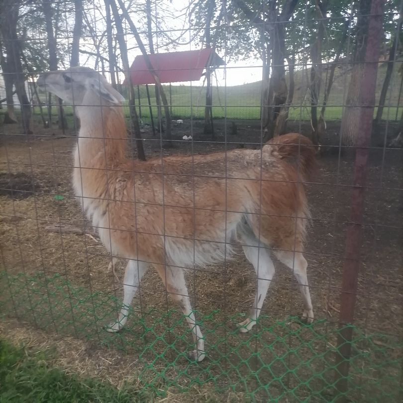 Фото 4 из отзыва о парк-отеле Кленовая роща