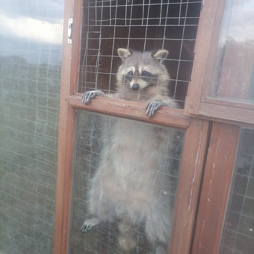 Фото 2 из отзыва о парк-отеле Кленовая роща