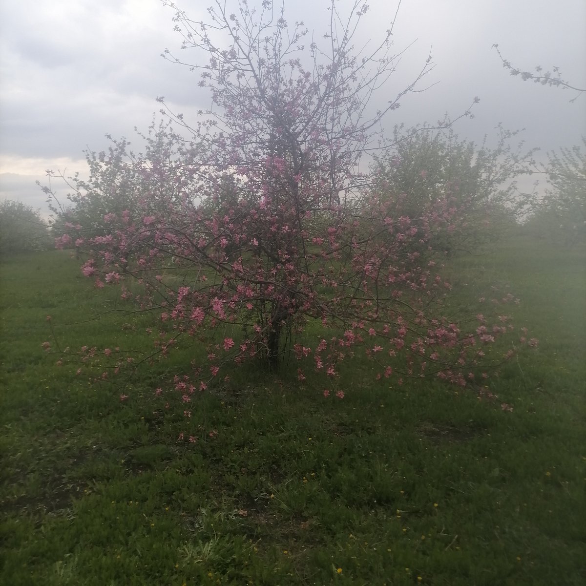 Фото 7 из отзыва о парк-отеле Кленовая роща