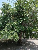 Номер Comfort, База отдыха Эльбрус, Головинка