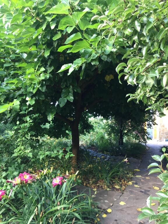 Дом в саду, Краснодарский край: фото 4