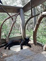 Домик на дереве с красивым видом из окна, База активного отдыха Серф-станция Wind Hunters Station , Сосновый Бор