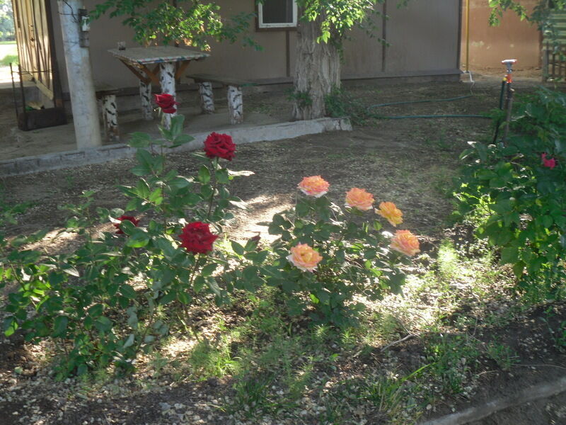 Астра (п. Успех), Астраханская область: фото 5