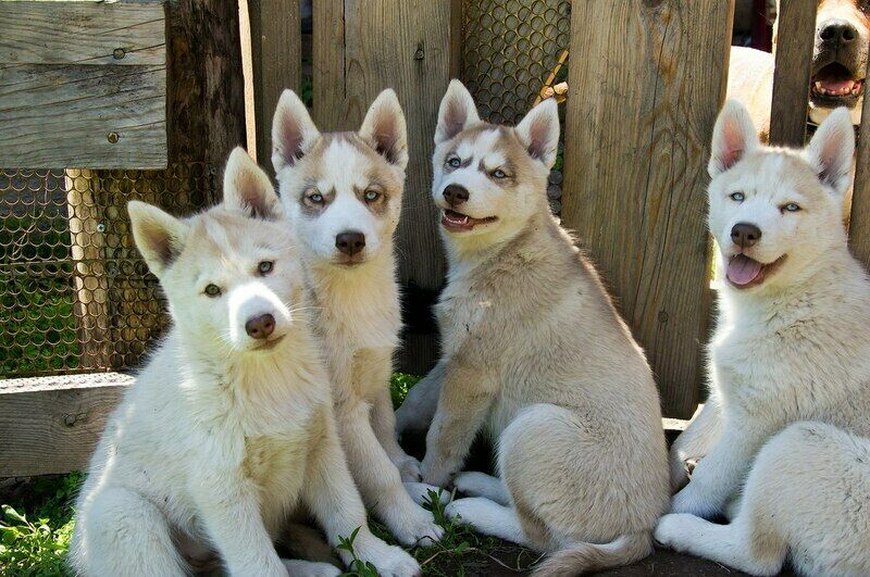 Хаски | Борискин лог, Алтайский край