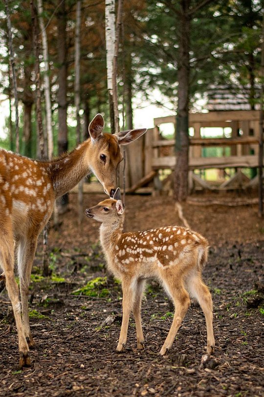 Вятка Island, Кировская область: фото 3