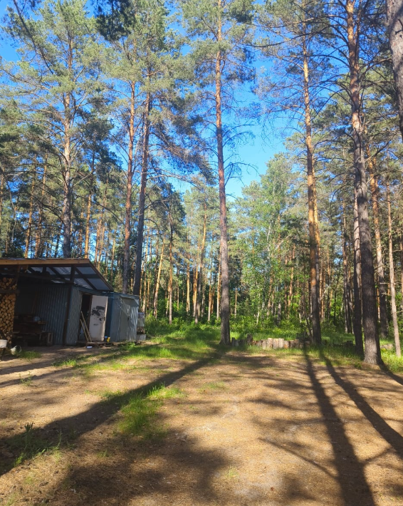 Лес, Самарская область: фото 5