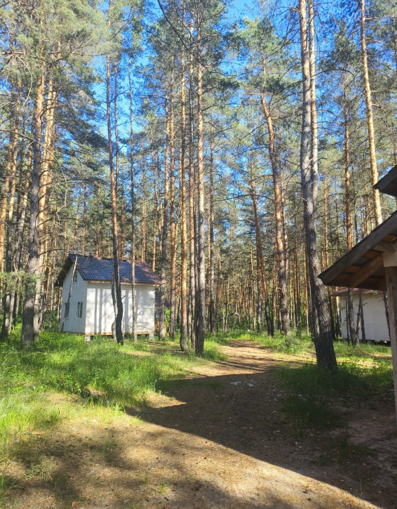Лес, Самарская область: фото 2
