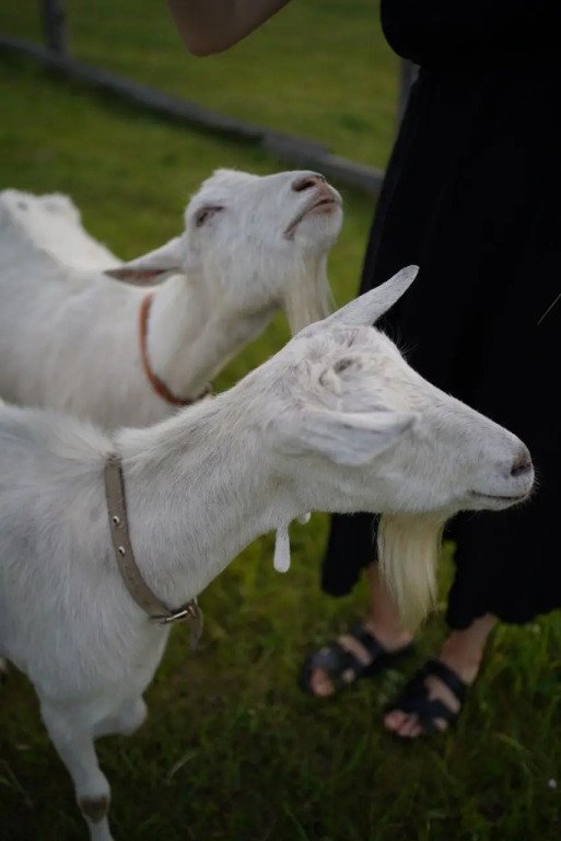 В деревушке на опушке, Пензенская область: фото 2